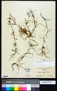Juncus repens image