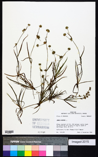 Juncus repens image