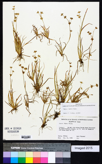 Juncus repens image