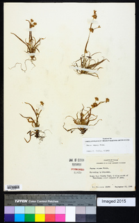 Juncus repens image