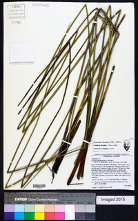 Juncus roemerianus image