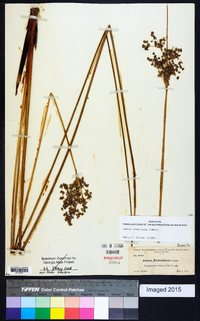 Juncus roemerianus image