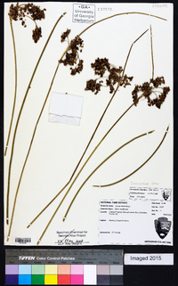 Juncus roemerianus image