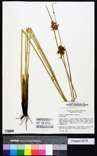 Juncus roemerianus image