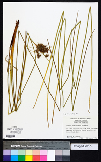 Juncus roemerianus image