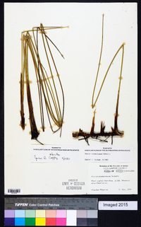 Juncus roemerianus image