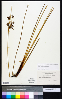 Juncus roemerianus image