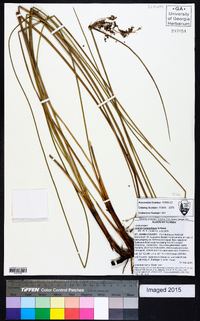 Juncus roemerianus image