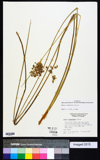 Juncus roemerianus image