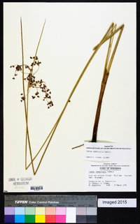 Juncus roemerianus image