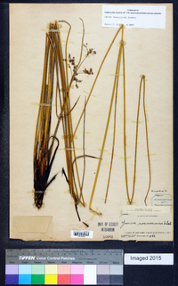 Juncus roemerianus image