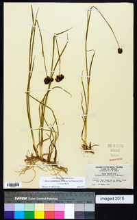 Juncus ensifolius var. montanus image