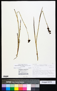 Juncus ensifolius var. montanus image