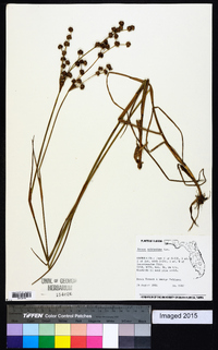 Juncus scirpoides image