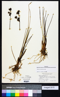 Juncus scirpoides image