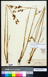 Juncus scirpoides image