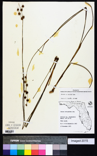 Juncus scirpoides image