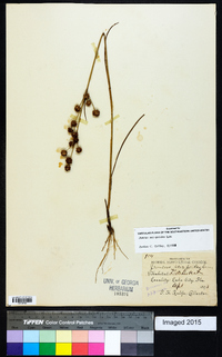 Juncus scirpoides image