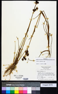 Juncus scirpoides image