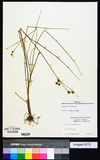 Juncus scirpoides image