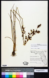 Juncus scirpoides image