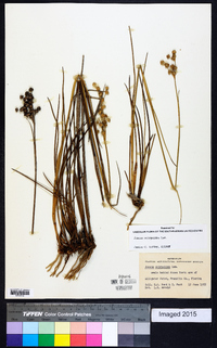 Juncus scirpoides image