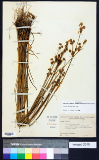 Juncus scirpoides image