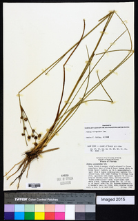 Juncus scirpoides image