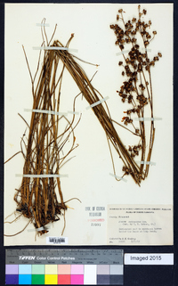 Juncus scirpoides image