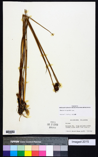 Juncus scirpoides image