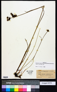 Juncus scirpoides image