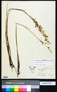 Juncus scirpoides image