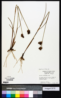 Juncus scirpoides image