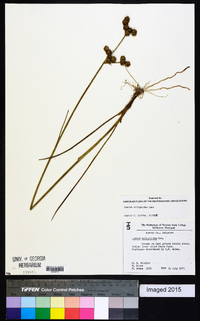 Juncus scirpoides image