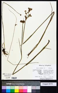 Juncus scirpoides image