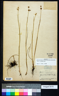 Juncus scirpoides image