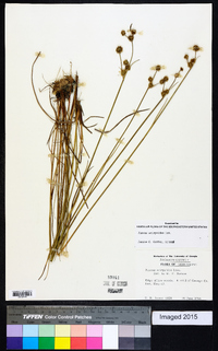 Juncus scirpoides image