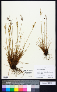 Juncus secundus image