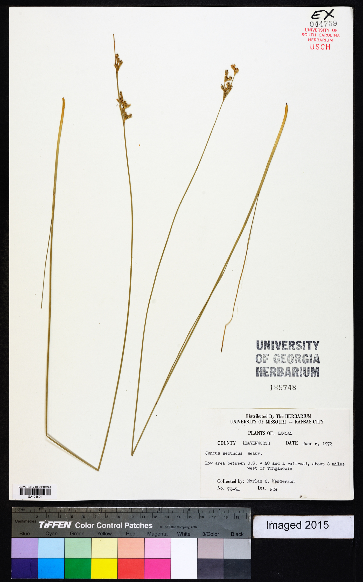 Juncus secundus image