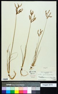 Juncus secundus image