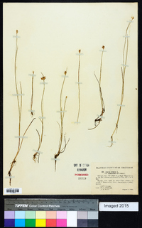 Juncus stygius var. americanus image