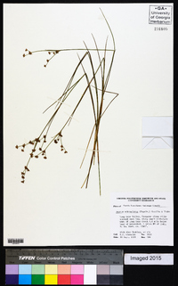 Juncus subcaudatus image