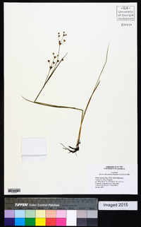 Juncus subcaudatus image