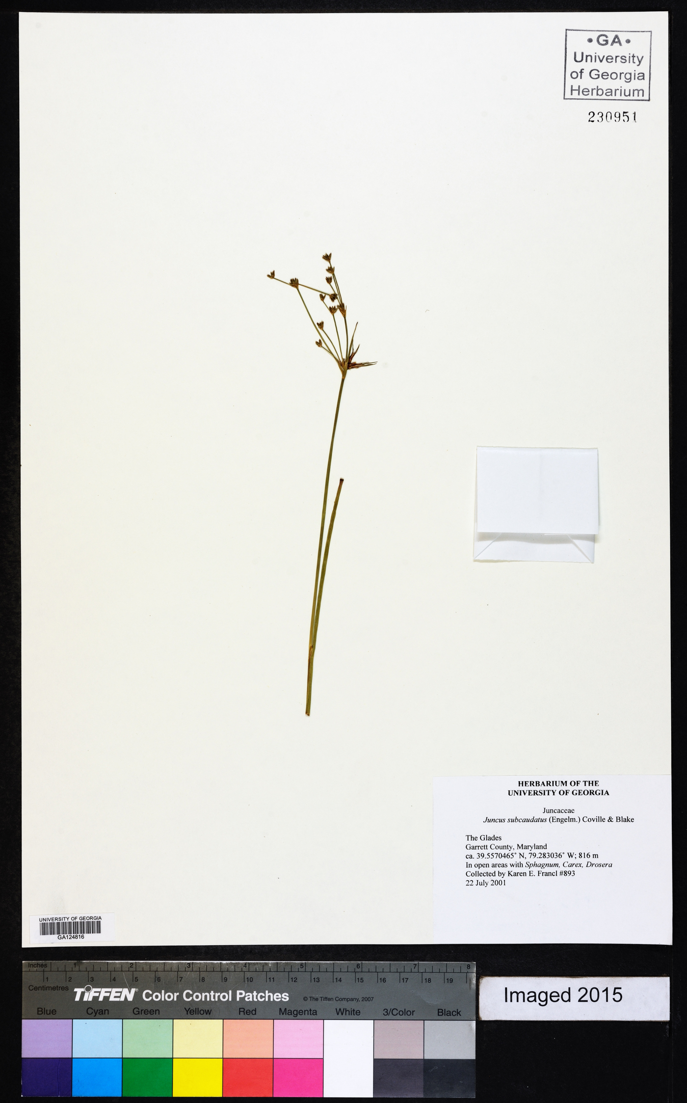 Juncus subcaudatus image