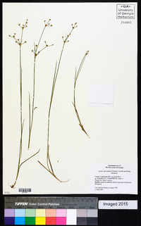 Juncus subcaudatus image