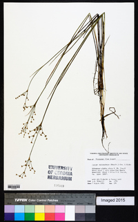 Juncus subcaudatus image