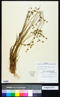 Juncus subcaudatus image