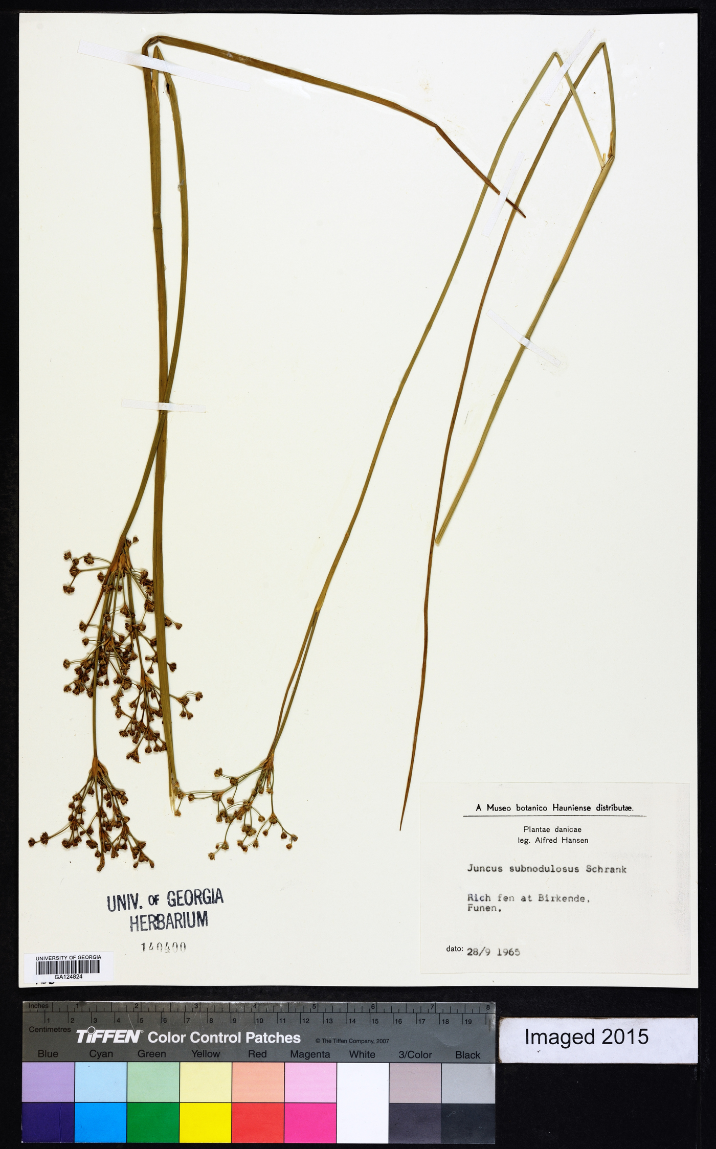 Juncus subnodulosus image