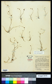 Juncus subtilis image