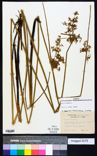 Juncus effusus var. solutus image